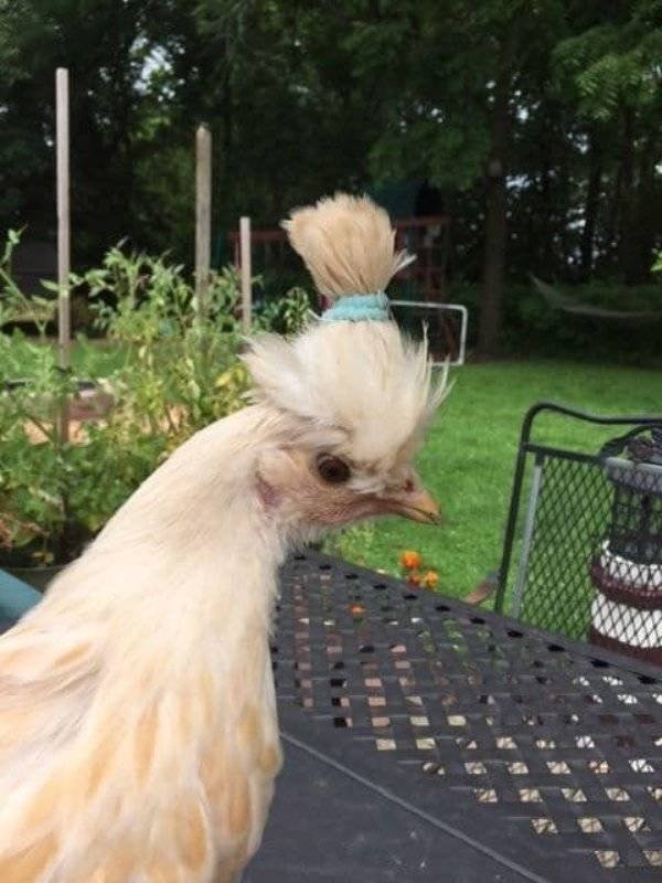 Funny Animals (61 pics)