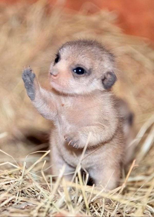 Funny Animals (61 pics)