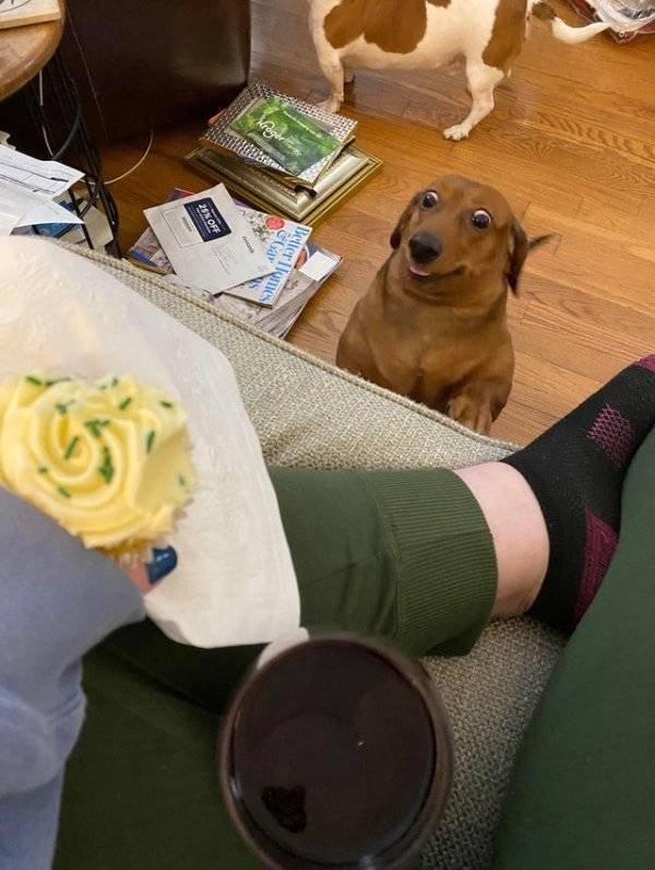 Funny Animals (61 pics)