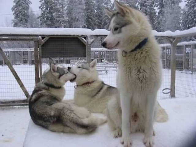 Funny Animals (61 pics)