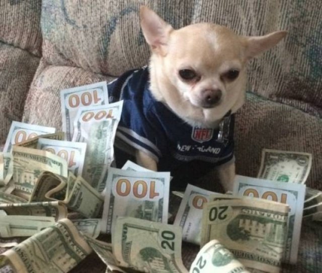 Funny Animals (61 pics)