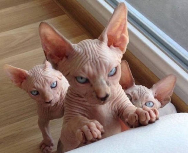 Funny Animals (61 pics)