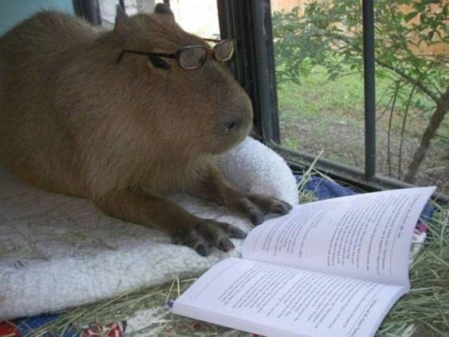 Funny Animals (61 pics)