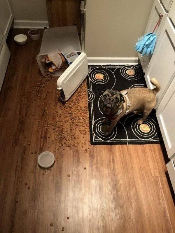 Funny Animals (61 pics)