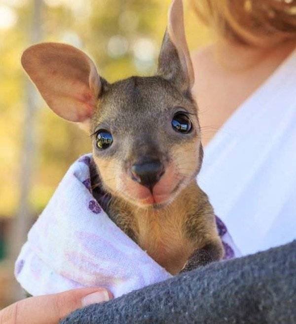 Funny Animals (61 pics)
