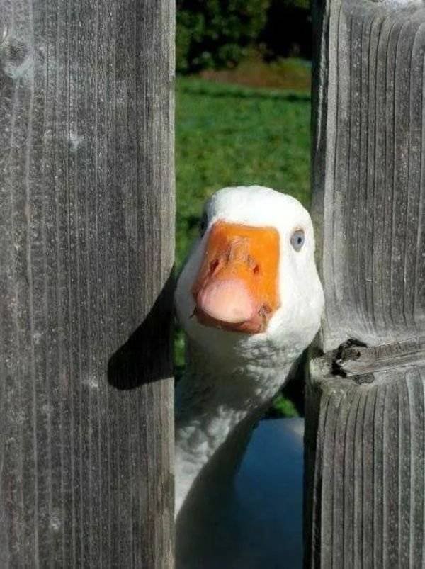 Funny Animals (61 pics)