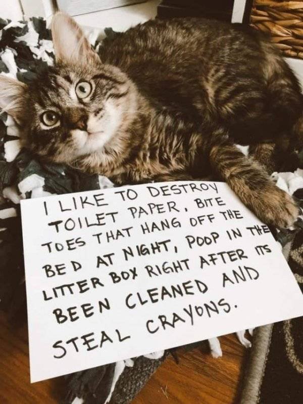 Funny Animals (61 pics)