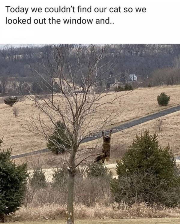 Funny Animals (61 pics)