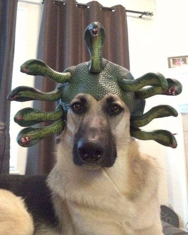 Funny Animals (61 pics)