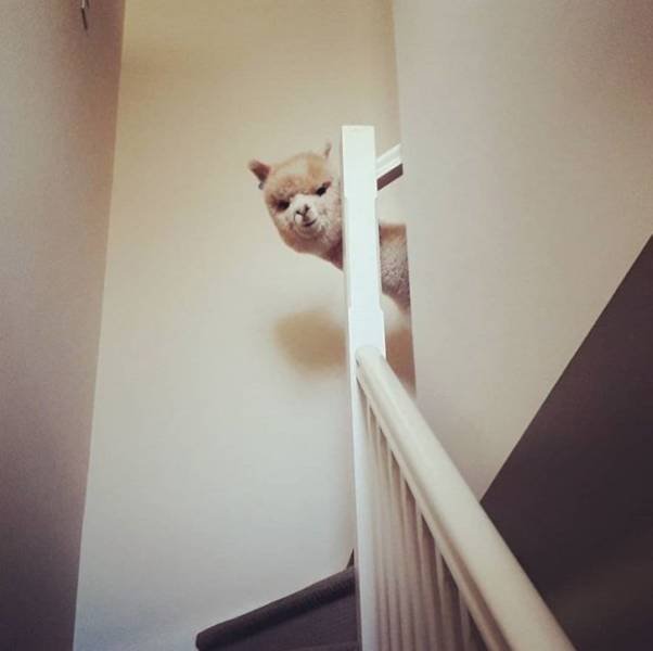 Funny Animals (61 pics)