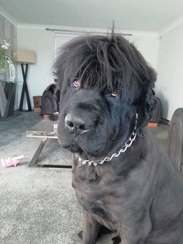 Funny Animals (61 pics)