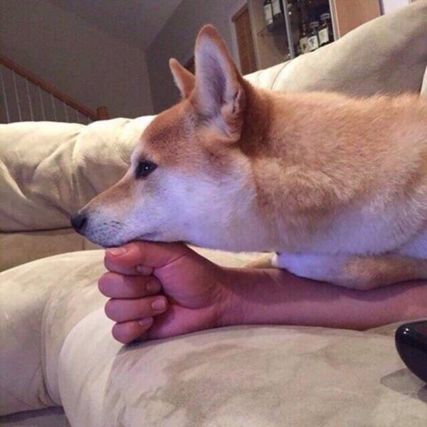 Funny Animals (61 pics)