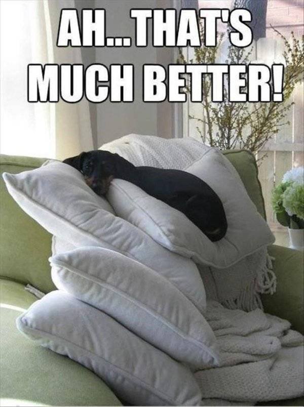 Funny Animals (61 pics)