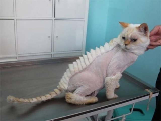 Funny Animals (61 pics)