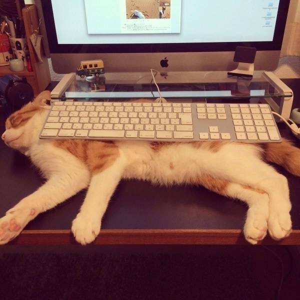 Funny Animals (61 pics)