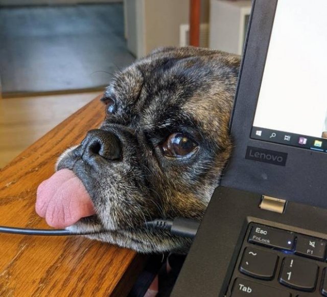Funny Animals (61 pics)