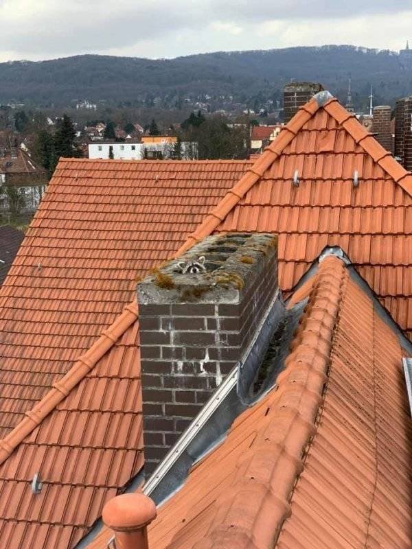 Funny Animals (61 pics)
