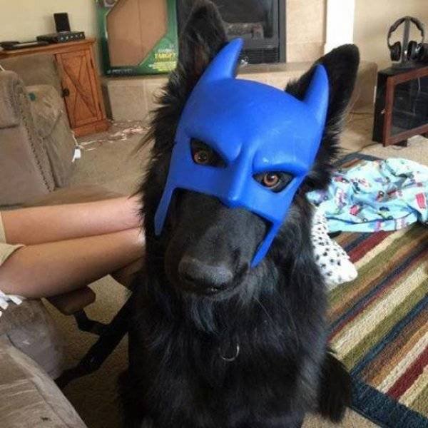 Funny Animals (61 pics)