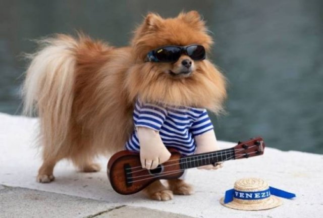 Funny Animals (61 pics)
