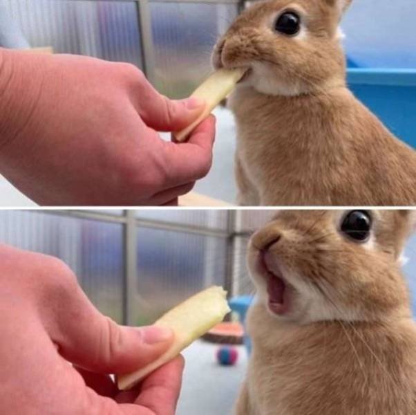 Funny Animals (61 pics)