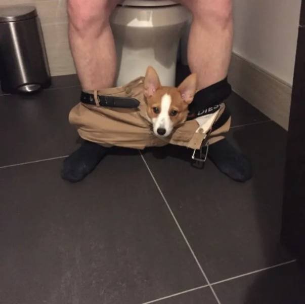 Funny Animals (61 pics)