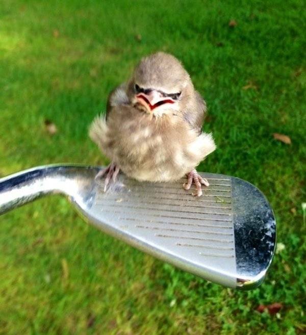 Funny Animals (61 pics)