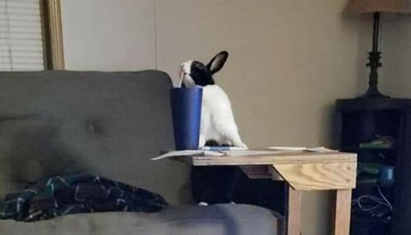 Cute Bunnies (30 pics)