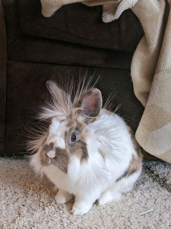 Cute Bunnies (30 pics)