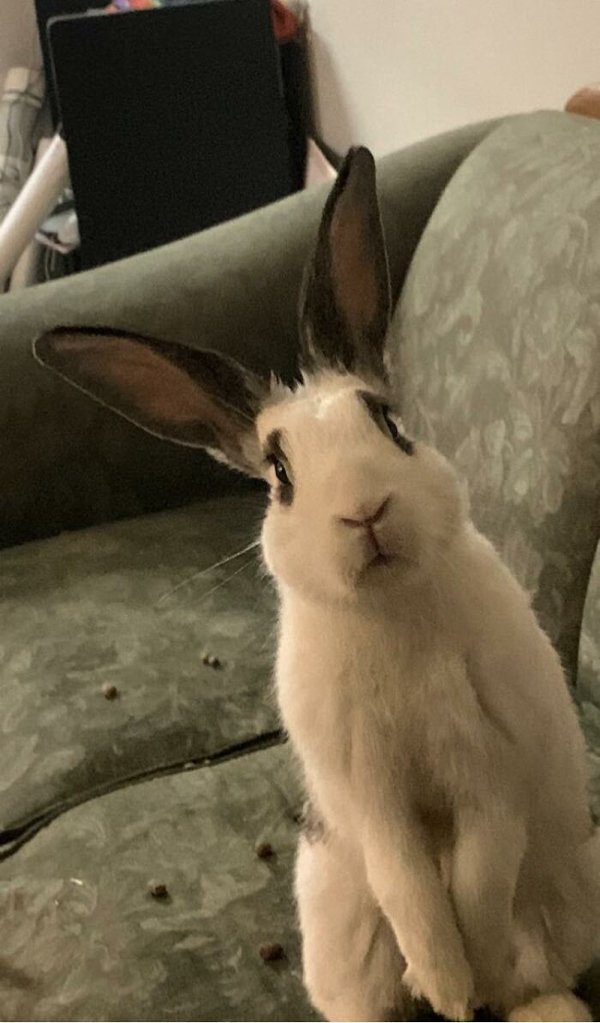 Cute Bunnies (30 pics)