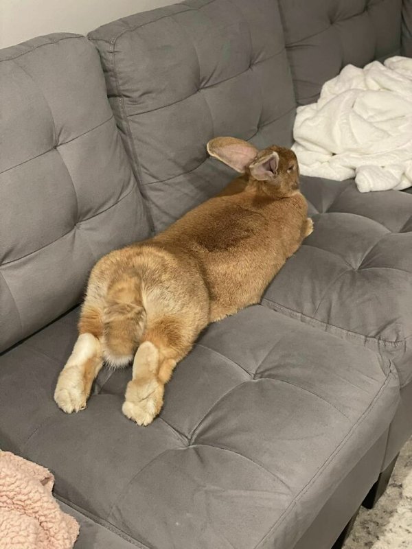 Cute Bunnies (30 pics)