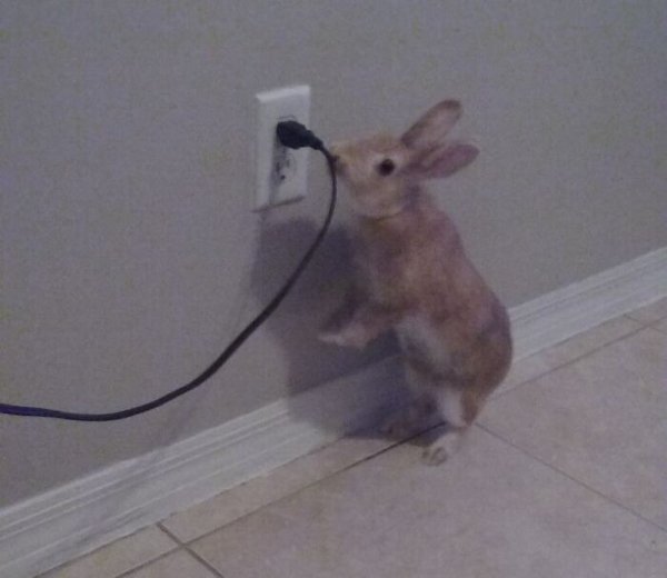 Cute Bunnies (30 pics)