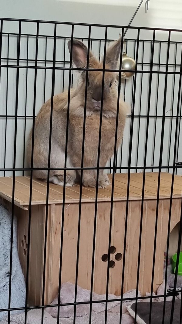 Cute Bunnies (30 pics)