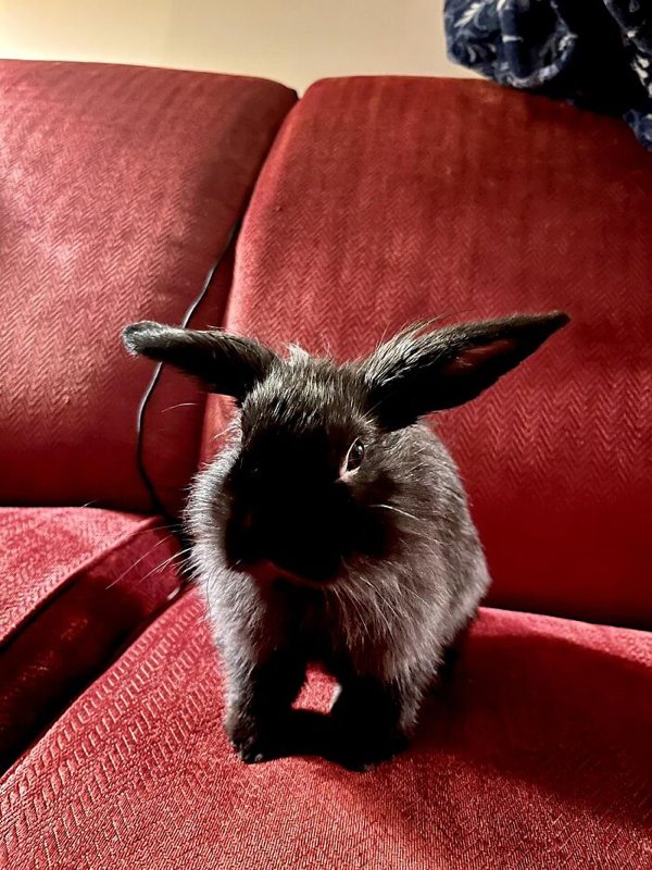 Cute Bunnies (30 pics)