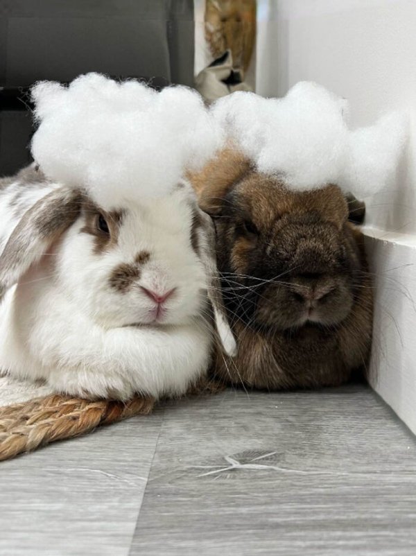 Cute Bunnies (30 pics)
