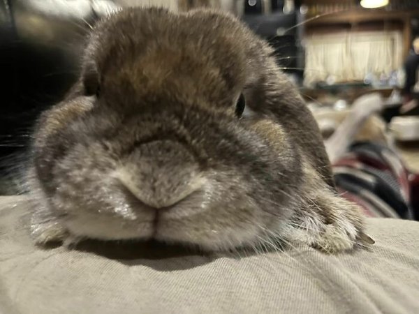 Cute Bunnies (30 pics)
