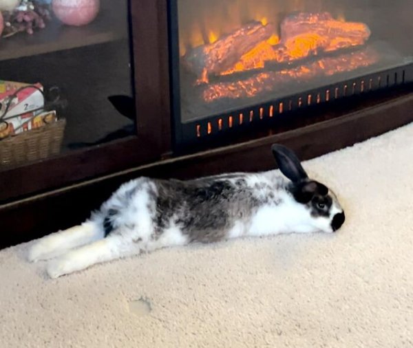 Cute Bunnies (30 pics)