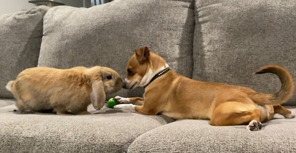 Cute Bunnies (30 pics)