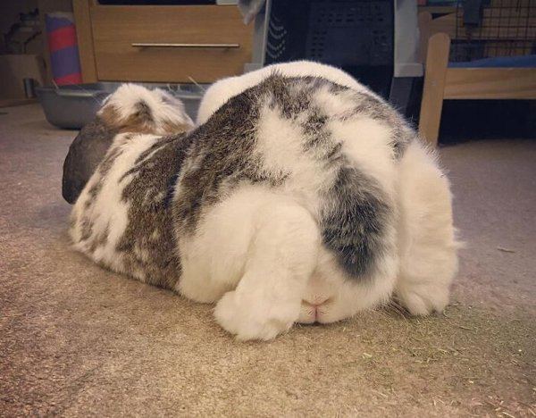 Cute Bunnies (30 pics)