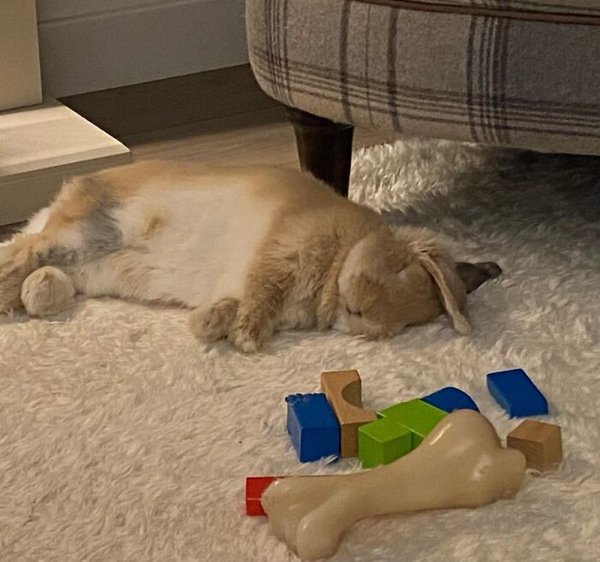 Cute Bunnies (30 pics)