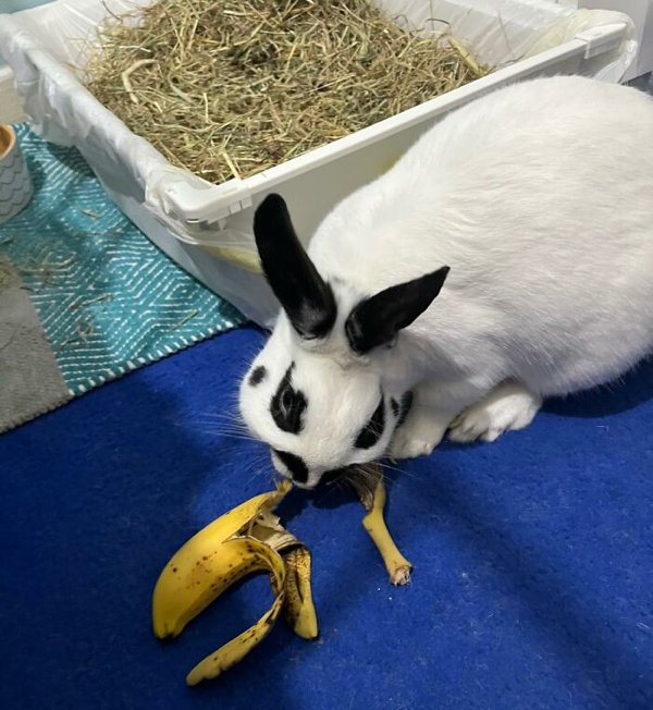 Cute Bunnies (30 pics)