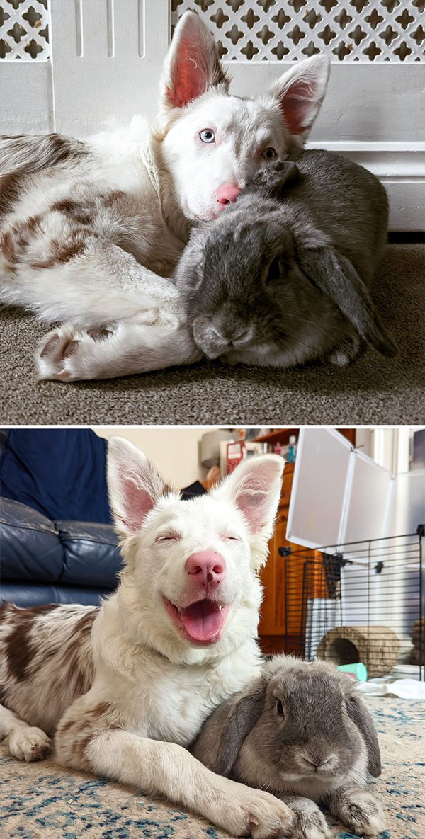 Cute Bunnies (30 pics)
