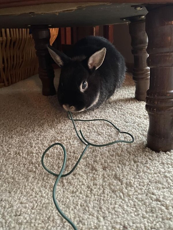Cute Bunnies (30 pics)