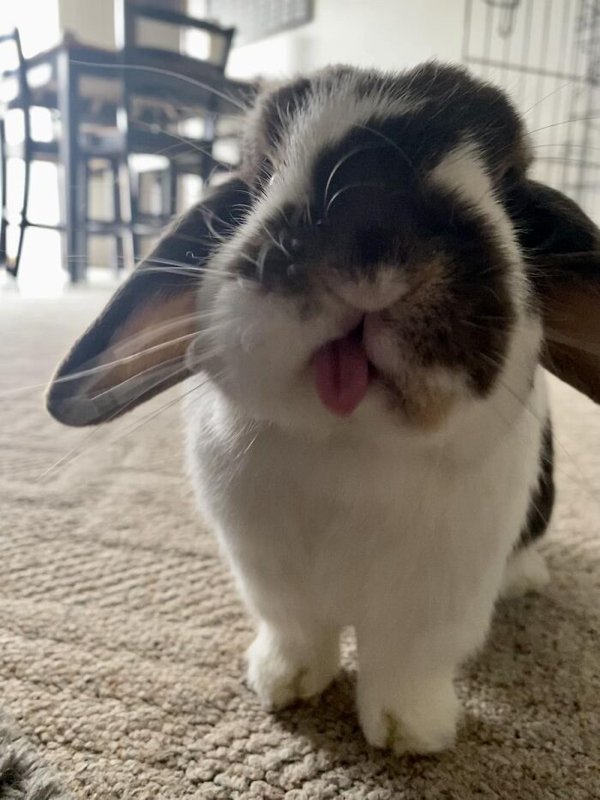 Cute Bunnies (30 pics)