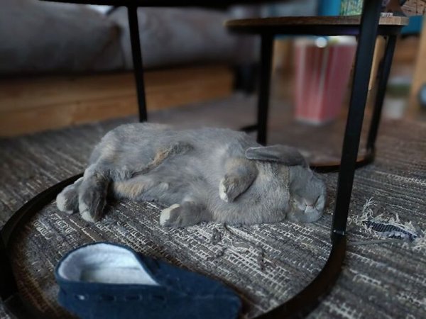 Cute Bunnies (30 pics)