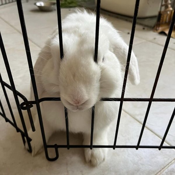 Cute Bunnies (30 pics)