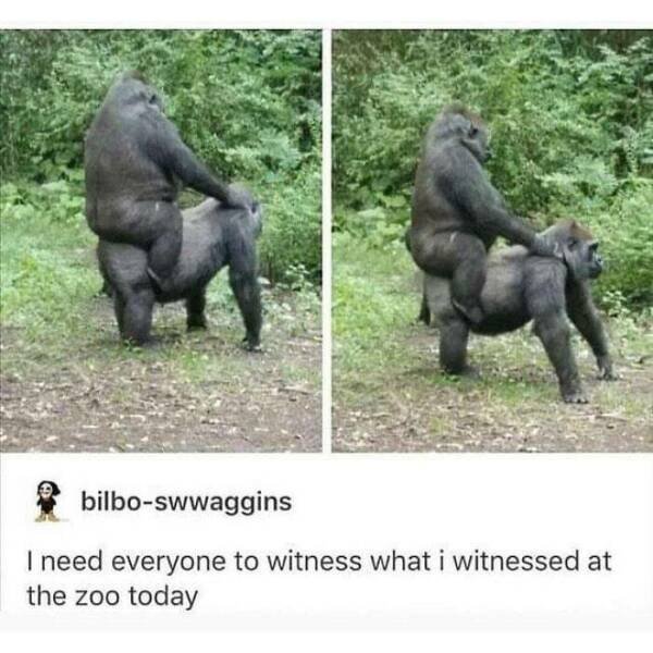 Funny Animals (46 pics)