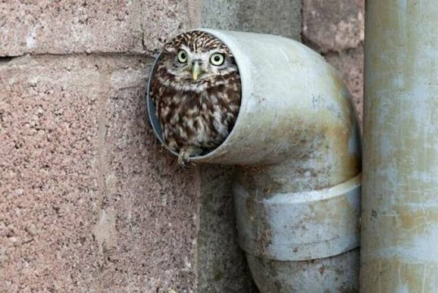 Funny Animals (46 pics)