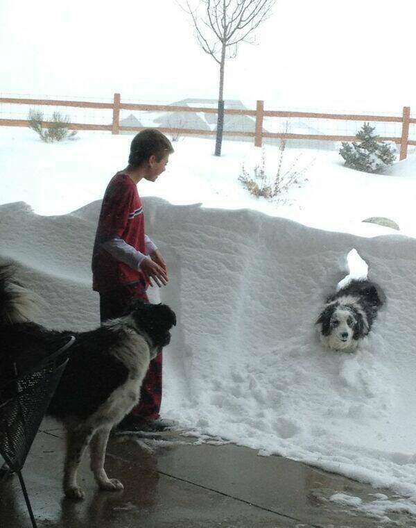 Funny Animals (46 pics)