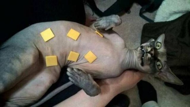 Funny Animals (46 pics)