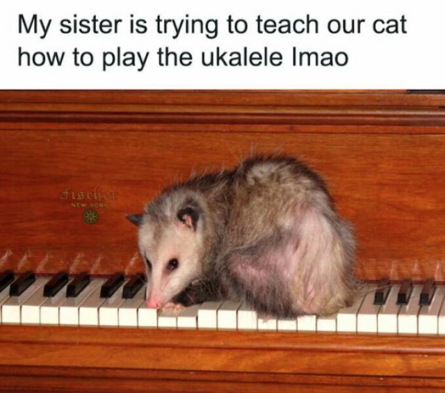 Funny Animals (46 pics)